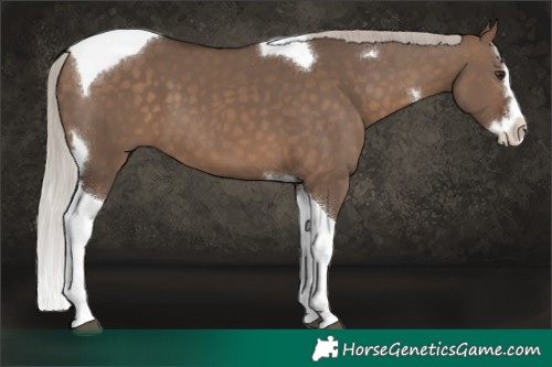 Horse Color:Silver Brown Dun Splash Tobiano