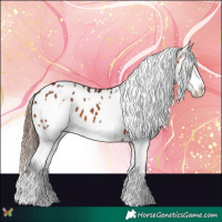 Horse Color:Bay Appaloosa and Bay Frame Appaloosa