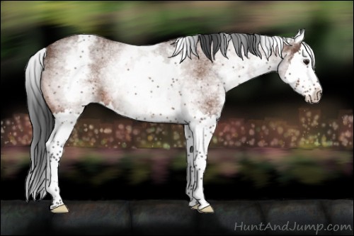 Horse Color:White Spotted Brown Roan Splash 
