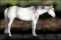 Horse Color:White Spotted Brown Roan Splash 