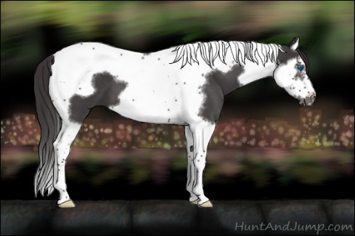 Horse Color:Smoky Blue Roan Splash Tobiano Frame