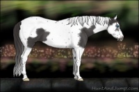 Horse Color:Smoky Blue Roan Splash Tobiano Frame