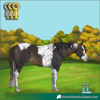 Horse Color:Buckskin Splash Tobiano 