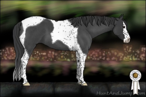 Horse Color:Blue Roan Splash Tobiano 