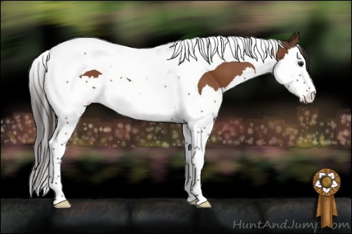 Horse Color:Buckskin Roan Splash Tobiano