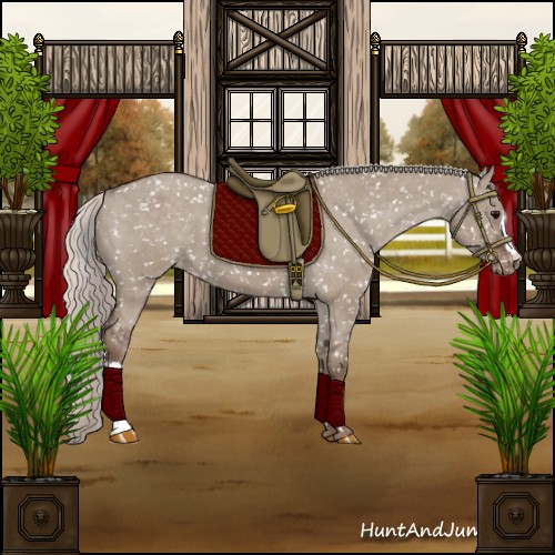 Horse Color:Silver Grullo Appaloosa 