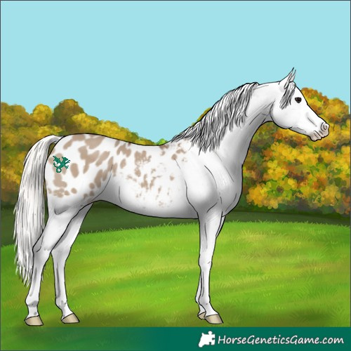 Horse Color:Silver Grullo Appaloosa 