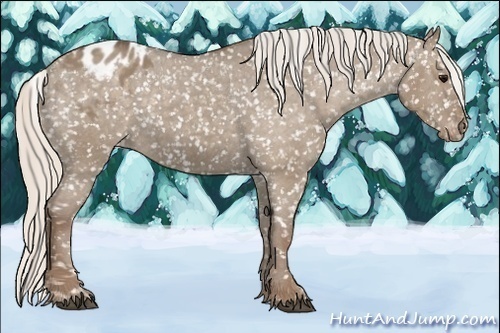 Horse Color:Silver Grullo Appaloosa 