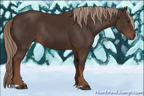 Horse Color:Liver Chestnut Rabicano