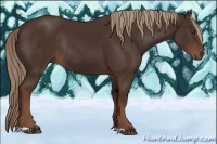 Horse Color:Liver Chestnut Rabicano 