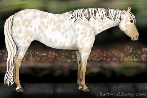 Horse Color:Silver Smoky Grullo Roan Near Leopard