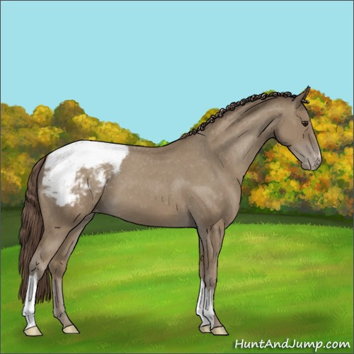 Horse Color:Classic Champagne Appaloosa 