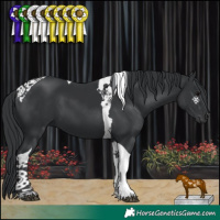 Horse Color:Black Tobiano 