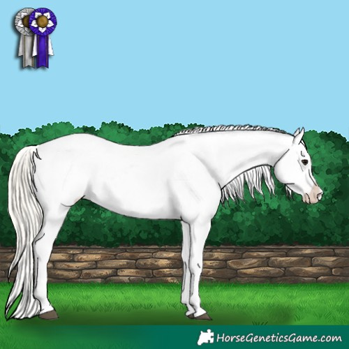 Horse Color:Silver Smoky Grullo Near Leopard 
