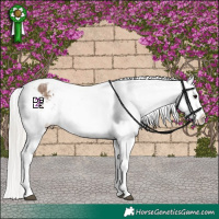 Horse Color:Silver Grullo Appaloosa 