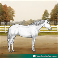 Horse Color:Silver Grullo Appaloosa 
