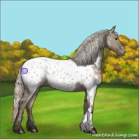Horse Color:Silver Grullo Near Leopard 