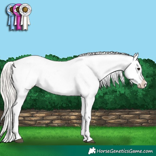 Horse Color:Silver Grullo Near Leopard