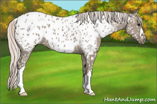 Horse Color:Silver Grullo Appaloosa 