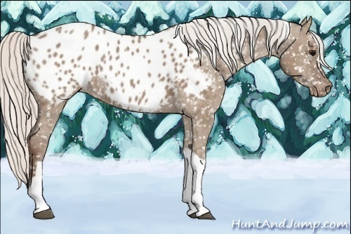 Horse Color:Silver Grullo Appaloosa 