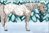 Horse Color:Silver Grullo Appaloosa