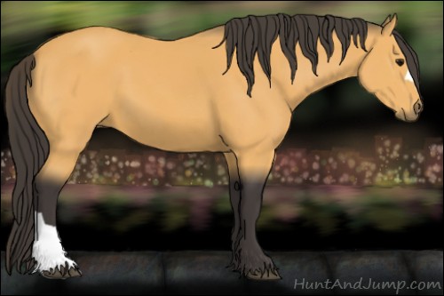 Horse Color:Buckskin 