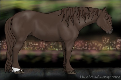 Horse Color:Liver Chestnut 