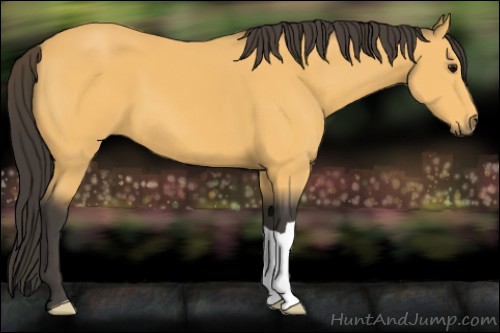 Horse Color:Buckskin 