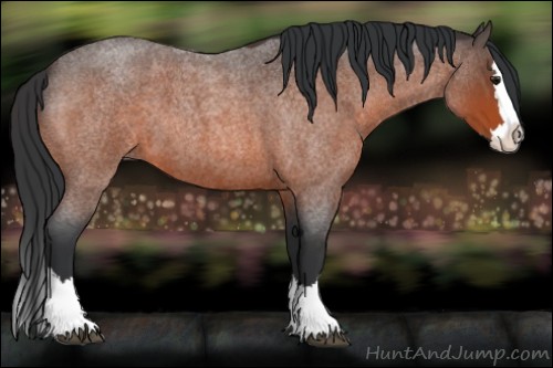Horse Color:Bay Roan Splash 