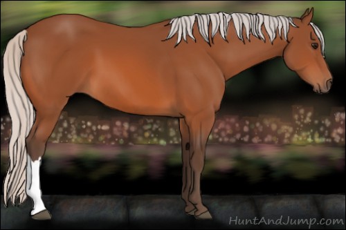 Horse Color:Silver Bay 