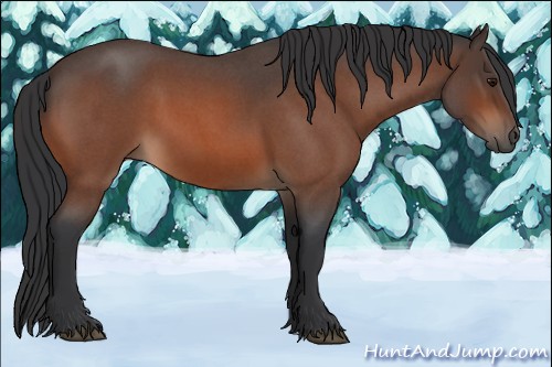 Horse Color:Bay Roan