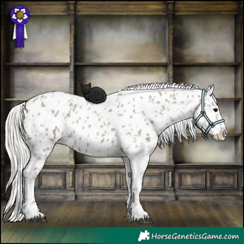 Horse Color:Silver Grullo Roan Near Leopard