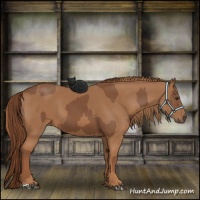 Horse Color:Chestnut and Chestnut