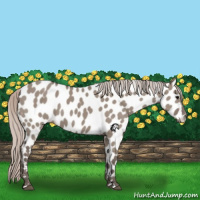 Horse Color:Silver Grullo Appaloosa 