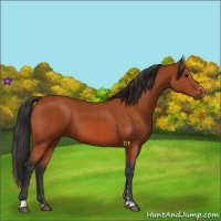 Horse Color:Bay Sabino Rabicano  and Bay Sabino Rabicano 