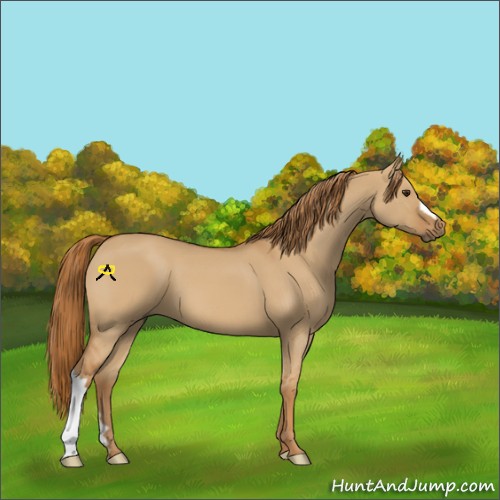 Horse Color:Red Dun 