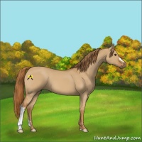 Horse Color:Red Dun 