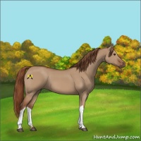 Horse Color:Red Dun 