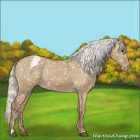 Horse Color:Silver Smoky Grullo Appaloosa