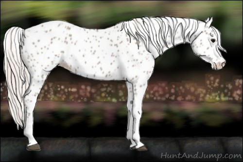 Horse Color:Silver Grullo Appaloosa