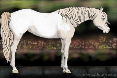 Horse Color:Smoky Creme Appaloosa 