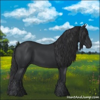 Horse Color:Black 