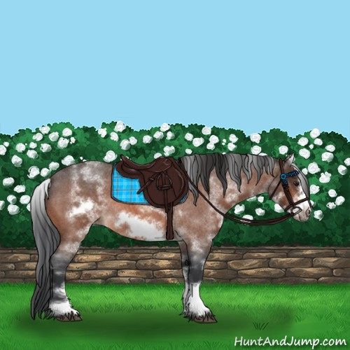 Horse Color:White Spotted Brown Roan Frame 