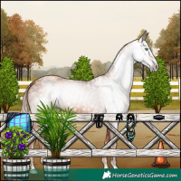 Horse Color:Gray White Spotted Gold Champagne Rabicano 