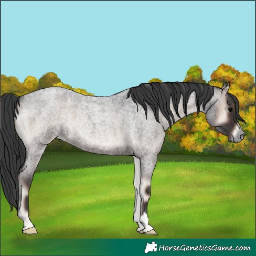 Horse Color:Blue Onyx Roan 