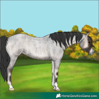 Horse Color:Blue Onyx Roan 