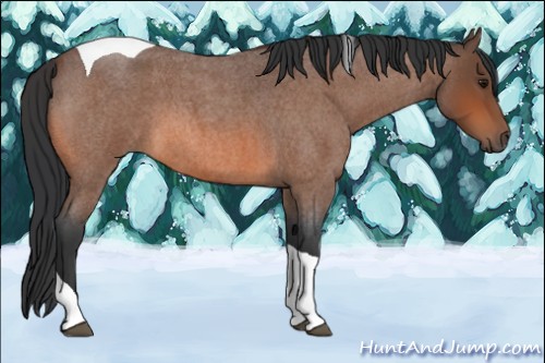 Horse Color:Bay Roan Tobiano 