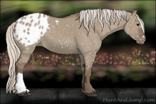 Horse Color:Silver Grullo Appaloosa 