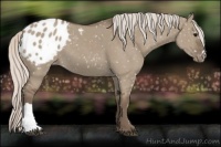Horse Color:Silver Grullo Appaloosa 