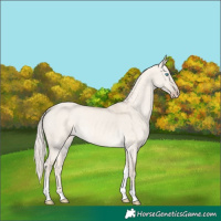 Horse Color:Cremello Dun Tobiano 